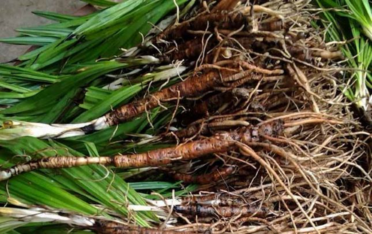 Loài cây dại mọc bờ rào xưa không ai "ngó", nay nửa triệu đồng/kg vẫn có người mua - Ảnh 3.