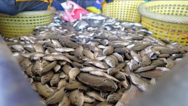 Loài cá khiến hàng loạt ao tôm trống rỗng, láng giềng Việt Nam huy động cả quan chức xuống bắt- Ảnh 2.