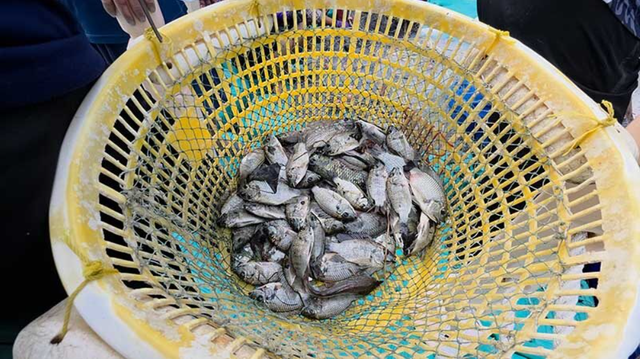Loài cá khiến hàng loạt ao tôm trống rỗng, láng giềng Việt Nam huy động cả quan chức xuống bắt- Ảnh 1.