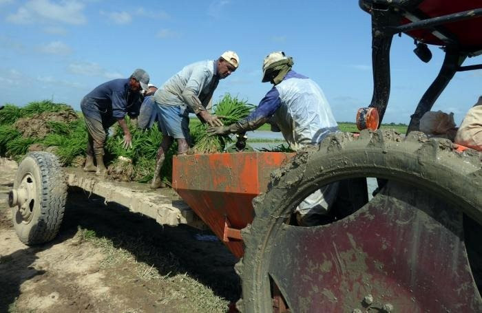 Lúa cao gần 1,8m: Việt Nam đã biến tuyệt vọng đến cảnh tượng hồi sinh chưa từng thấy ở Cuba- Ảnh 3.