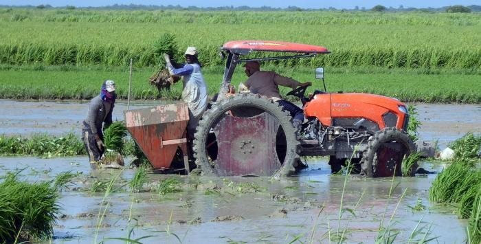 Lúa cao gần 1,8m: Việt Nam đã biến tuyệt vọng đến cảnh tượng hồi sinh chưa từng thấy ở Cuba- Ảnh 2.
