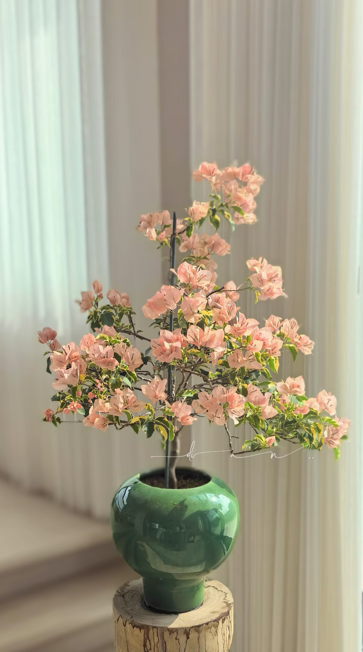 Tôi học được 4 mẹo trồng hoa "0 đồng" từ cư dân mạng: Không cần mua nhiều vẫn có ban công xanh mướt, hoa nở rực rỡ- Ảnh 3.