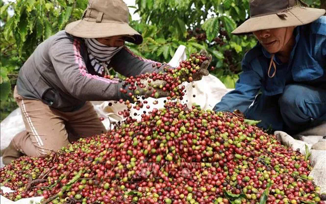 Cà phê lên gần 98.000 đồng/kg - Ảnh 1.