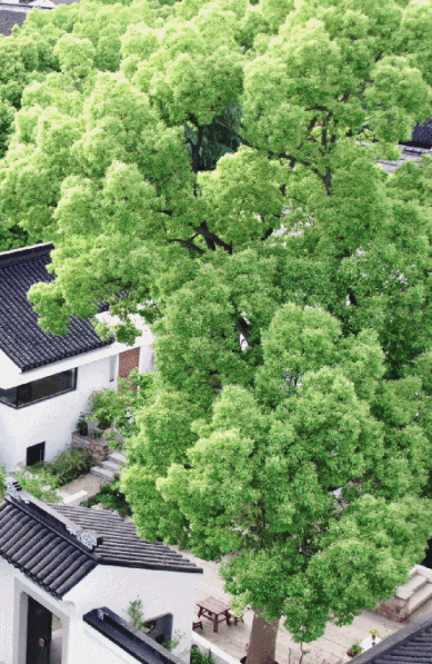Bán căn hộ ở thành phố để về quê cải tạo nhà tổ rộng gần 1.000m²: Gia đình 3 thế hệ tìm thấy cuộc sống bình yên sau cánh cổng cũ- Ảnh 13.