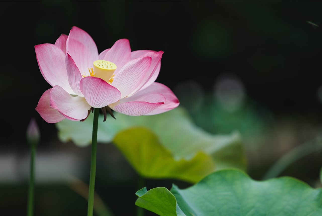 5 loại cây “hút” vận may, nên trồng trong sân nhà - Ảnh 5.