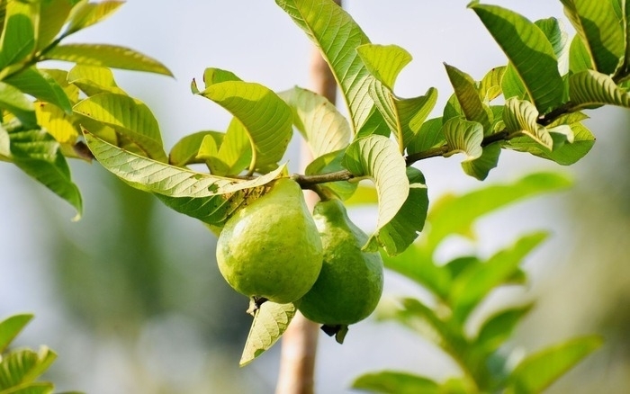 Uống nước lá ổi thay thuốc, người đàn ông Hà Nội có đường huyết tăng gấp đôi- Ảnh 1.