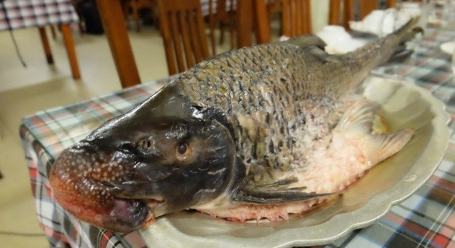 Loại cá ngoại hình xấu xí nhưng có tên rất đẹp, giá lên tới cả triệu đồng/kg- Ảnh 2.