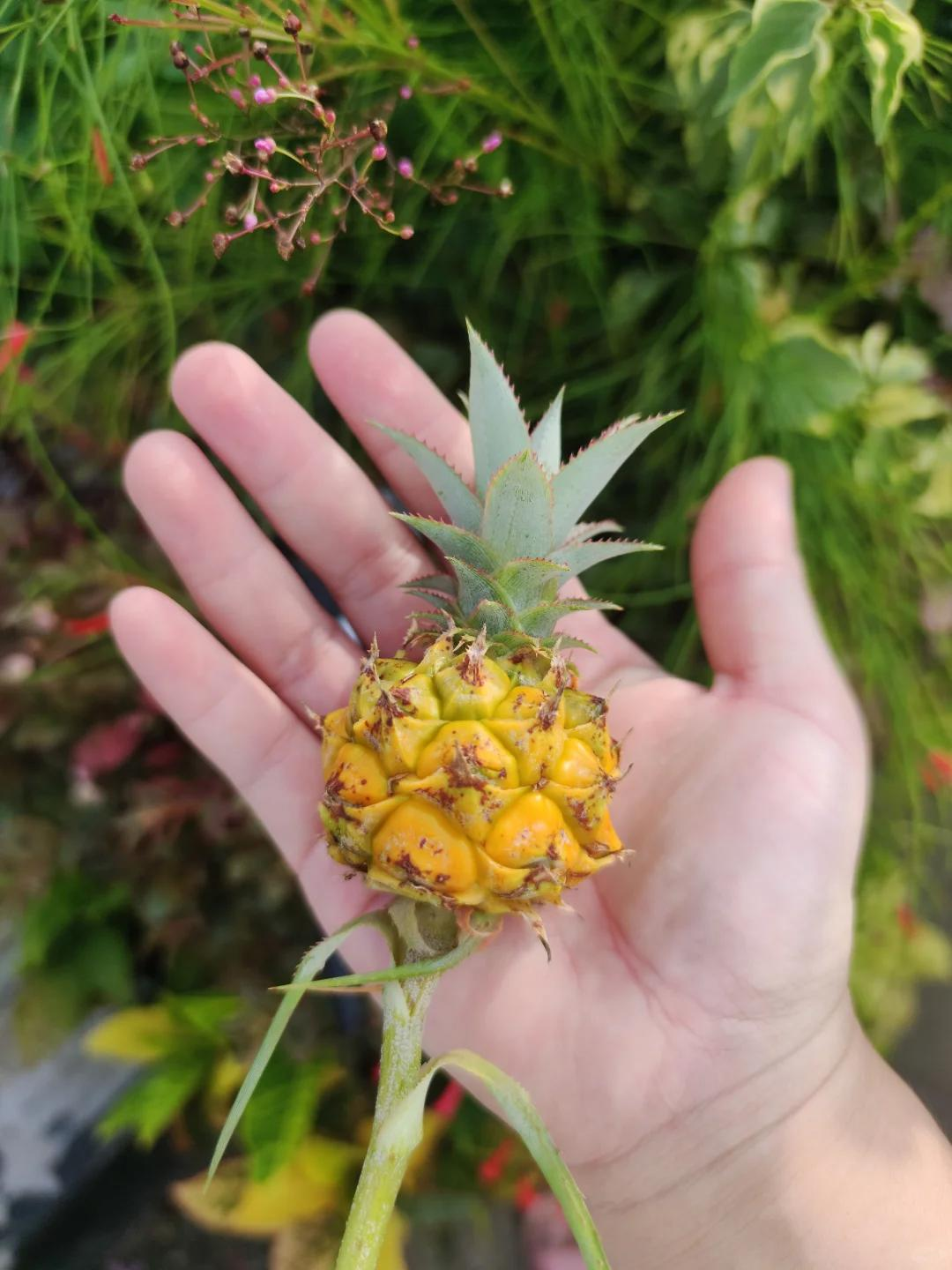 Chậu dứa mini của bà ngoại bất ngờ gây sốt mạng xã hội: Hơn 100.000 người cùng "xin vía" vì quá dễ thương, ai ngắm cũng thấy lòng dịu lại- Ảnh 5.