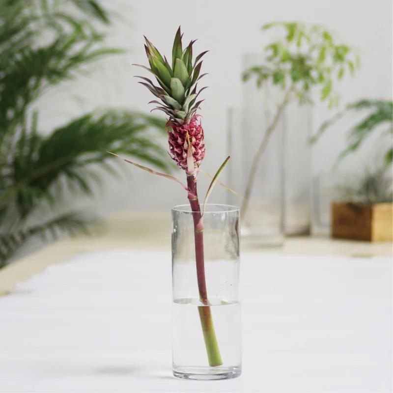 Chậu dứa mini của bà ngoại bất ngờ gây sốt mạng xã hội: Hơn 100.000 người cùng "xin vía" vì quá dễ thương, ai ngắm cũng thấy lòng dịu lại- Ảnh 9.