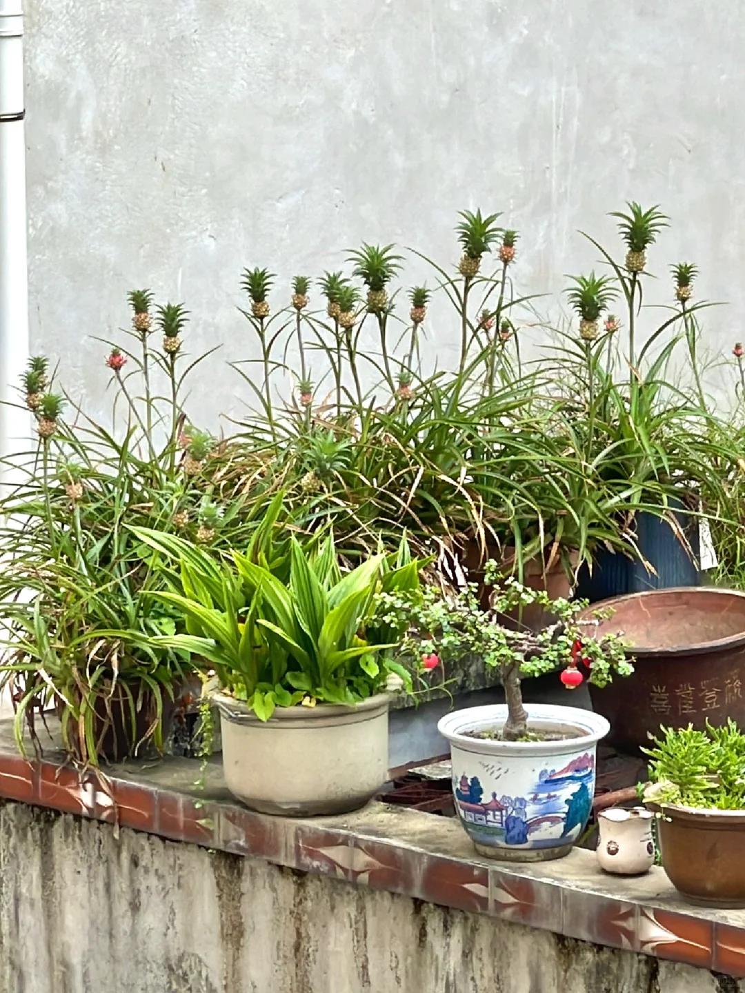 Chậu dứa mini của bà ngoại bất ngờ gây sốt mạng xã hội: Hơn 100.000 người cùng "xin vía" vì quá dễ thương, ai ngắm cũng thấy lòng dịu lại- Ảnh 1.