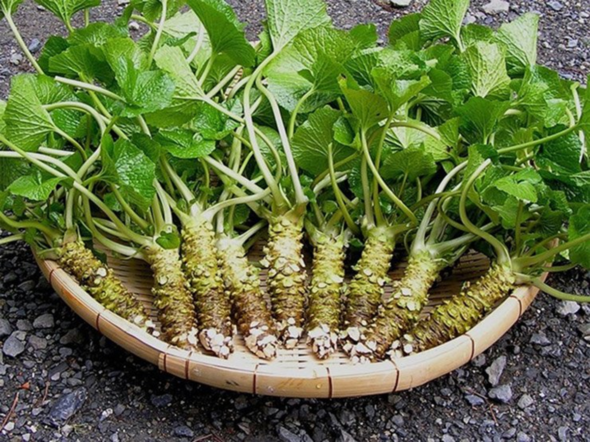 Loại củ đắt đỏ "bậc nhất thế giới", giá hơn 6 triệu đồng/kg, Việt Nam cũng trồng thành công - Ảnh 1.