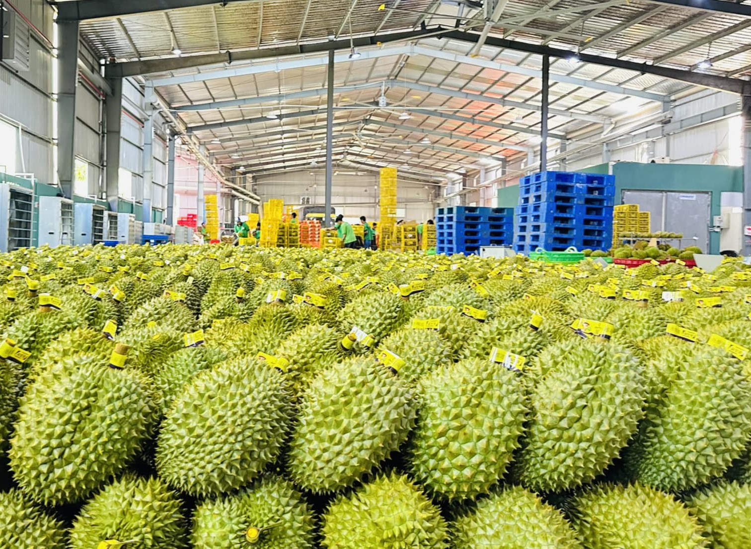 Giá một mặt hàng xuất khẩu chủ lực của Việt Nam lao dốc giữa lúc Trung Quốc tăng mua, điều gì đang xảy ra? - Ảnh 1.