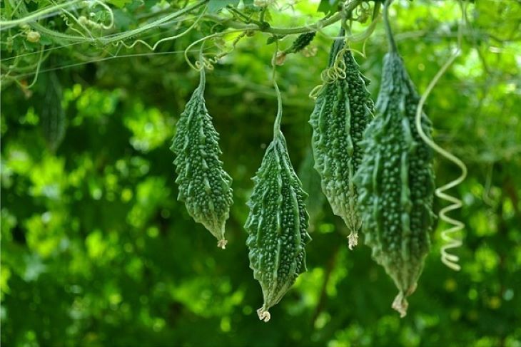 Nắng nóng, hạn chế 2 thực phẩm quen thuộc và bổ sung ngay 4 món này: Toàn nguyên liệu bán đầy chợ Việt, vừa ngon vừa giúp cơ thể "hạ nhiệt"- Ảnh 3.