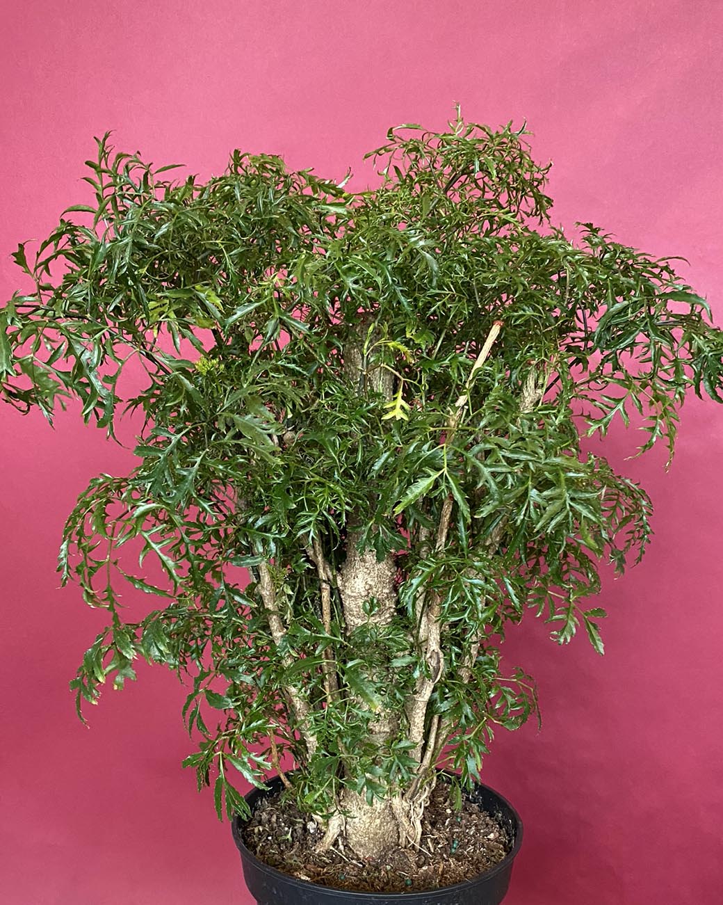 4 lý do vì sao nên trồng một cây đinh lăng ở cổng nhà- Ảnh 2.