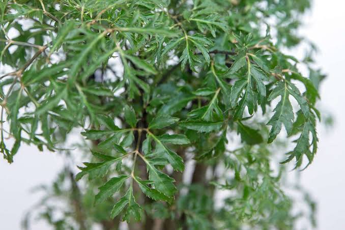 4 lý do vì sao nên trồng một cây đinh lăng ở cổng nhà- Ảnh 1.