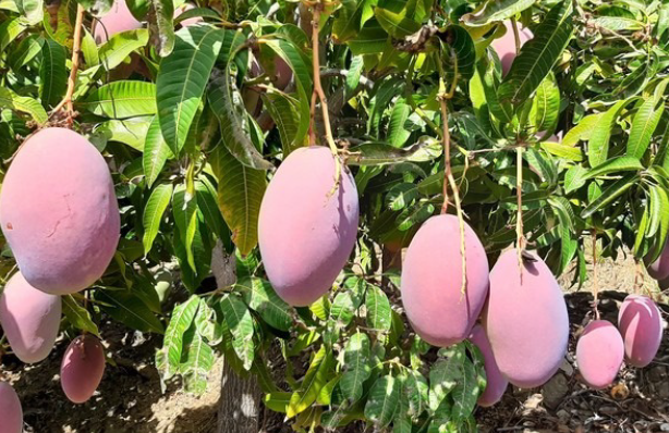 Không phải sầu riêng, Philippines quyết tâm cạnh tranh với Việt Nam một loại quả quan trọng: ‘Chúng ta đang bị Thái Lan, Việt Nam, Campuchia vượt mặt’ - Ảnh 1.