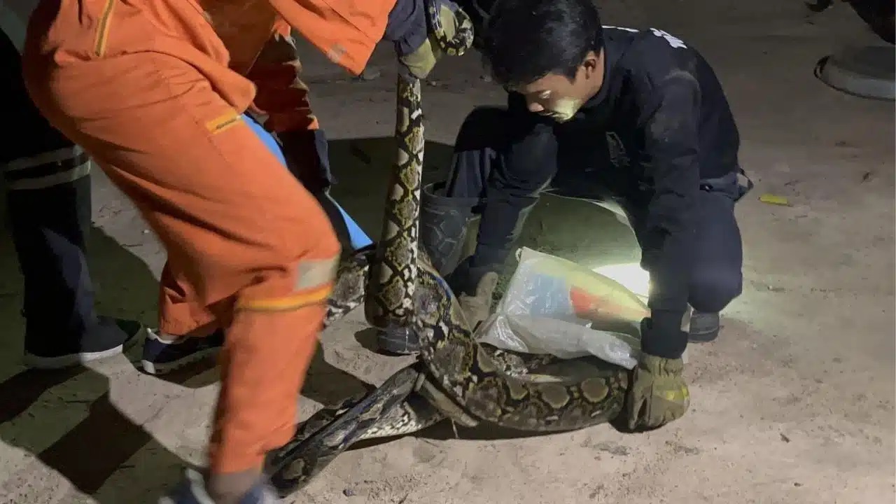 Nghe tiếng động trong chuồng gà, người đàn ông ra kiểm tra thì sốc nặng - Ảnh 2.