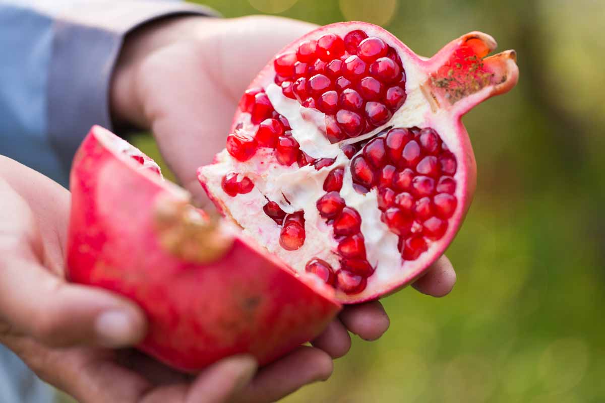 4 lý do vì sao nên trồng một cây lựu trước cửa nhà- Ảnh 1.