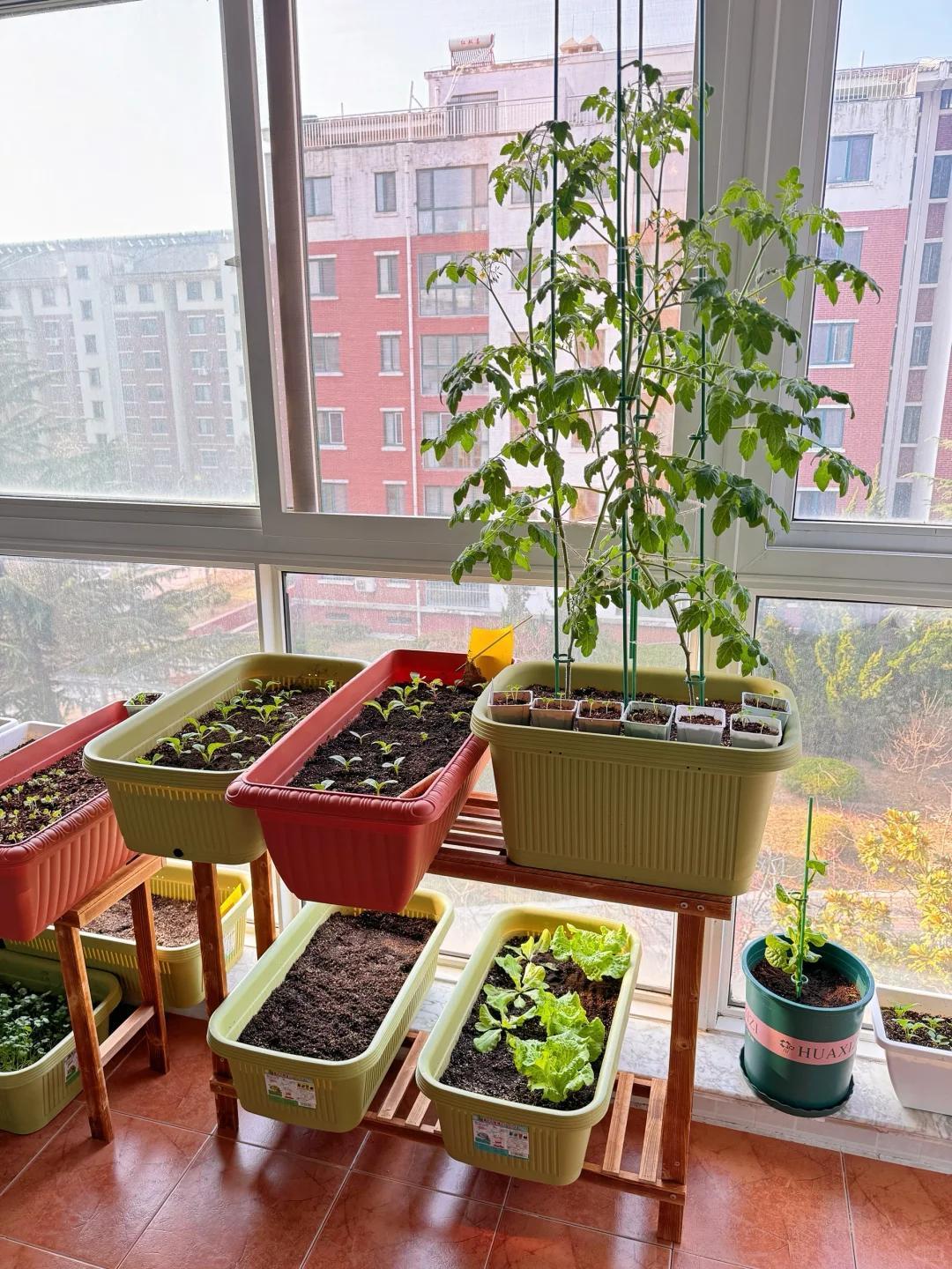 Cô gái biến ban công 6m² thành vườn rau hơn 20 loại: Mỗi ngày chăm 10 phút, rau xanh ăn không hết - Ảnh 2.