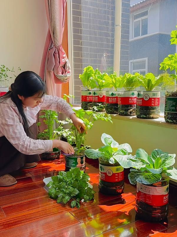 Cô gái biến ban công 6m² thành vườn rau hơn 20 loại: Mỗi ngày chăm 10 phút, rau xanh ăn không hết - Ảnh 4.