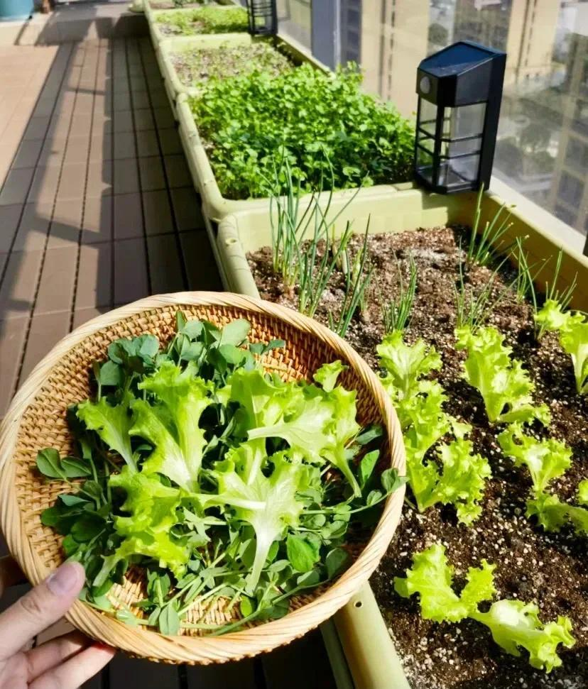 Cô gái biến ban công 6m² thành vườn rau hơn 20 loại: Mỗi ngày chăm 10 phút, rau xanh ăn không hết - Ảnh 5.