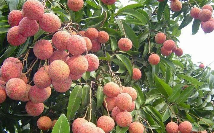 Bắc Ninh thu kỷ lục hơn 7.200 tỷ đồng từ vải thiều - Ảnh 1.