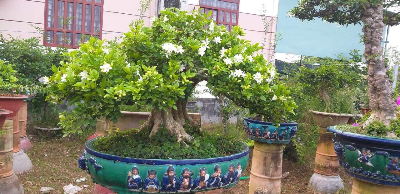 5 lý do nên trồng một cây nguyệt quế trước nhà - Ảnh 1.