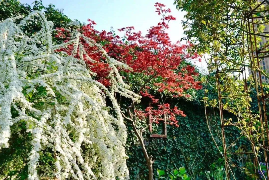 Suốt 20 năm, nữ giáo viên dồn phần lớn tiền tiết kiệm và thời gian rảnh để làm vườn: Thành quả khiến ai nhìn cũng ao ước- Ảnh 24.