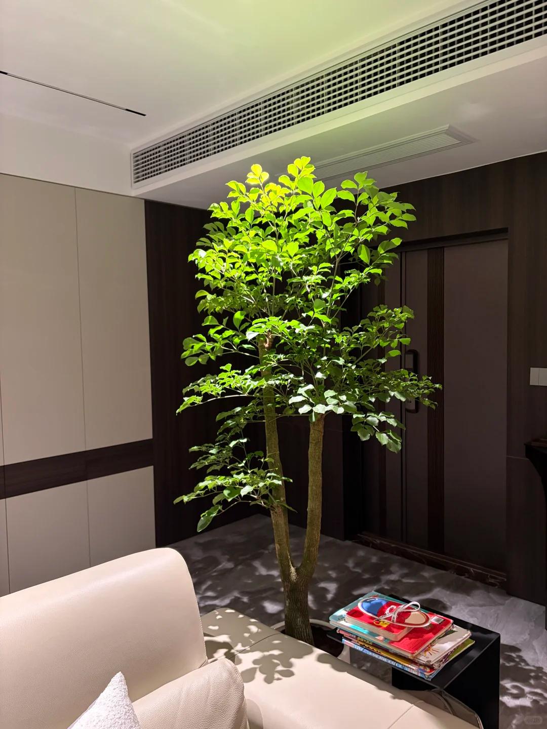 Cây hạnh phúc 9 năm tuổi bất ngờ ra hoa trước ngày bị đem cho, dân mạng đồng loạt nhắn: “Đừng mang nó đi!” - Ảnh 7.