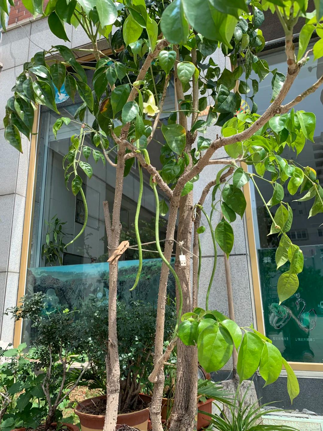 Cây hạnh phúc 9 năm tuổi bất ngờ ra hoa trước ngày bị đem cho, dân mạng đồng loạt nhắn: “Đừng mang nó đi!” - Ảnh 1.