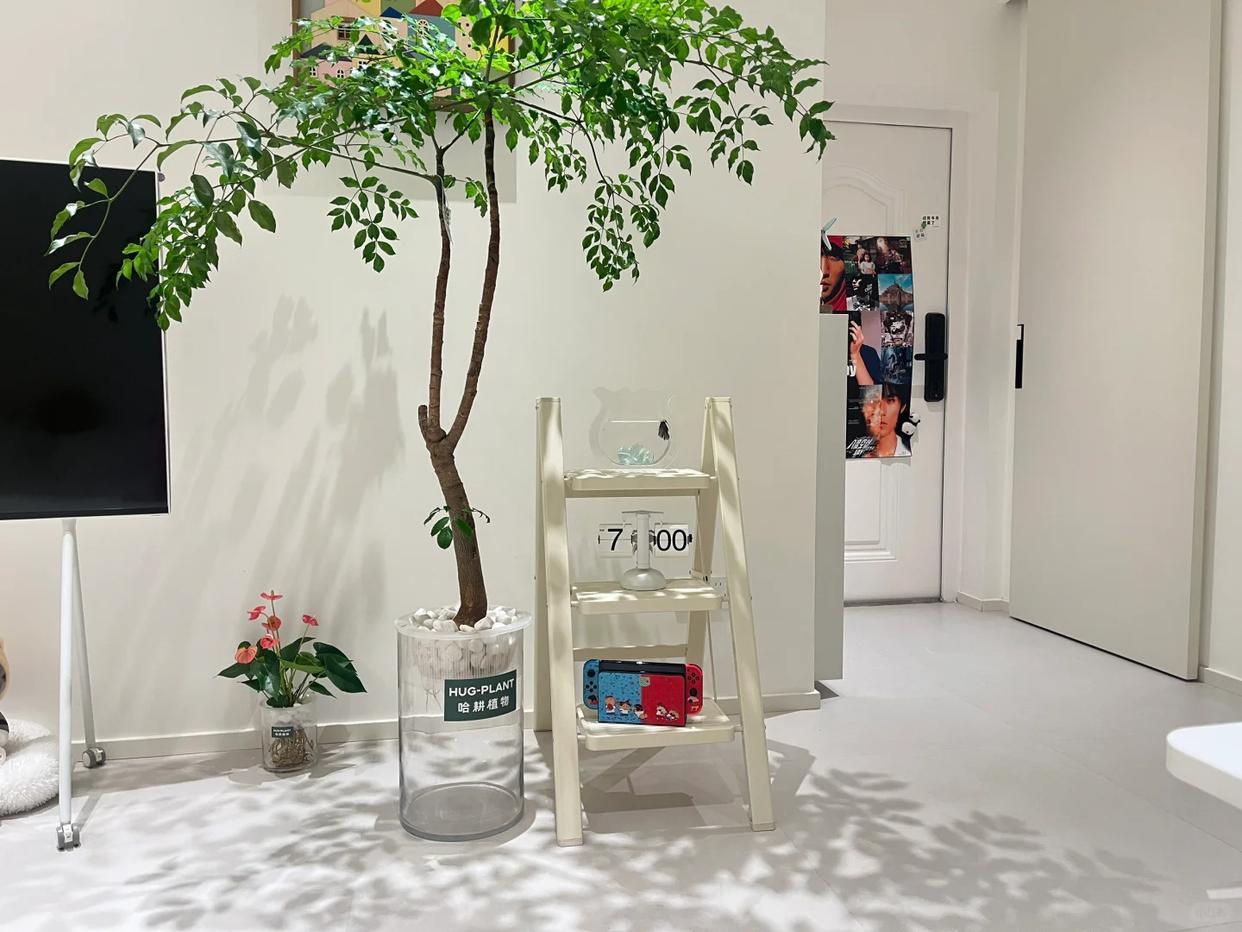 Cây hạnh phúc 9 năm tuổi bất ngờ ra hoa trước ngày bị đem cho, dân mạng đồng loạt nhắn: “Đừng mang nó đi!” - Ảnh 5.