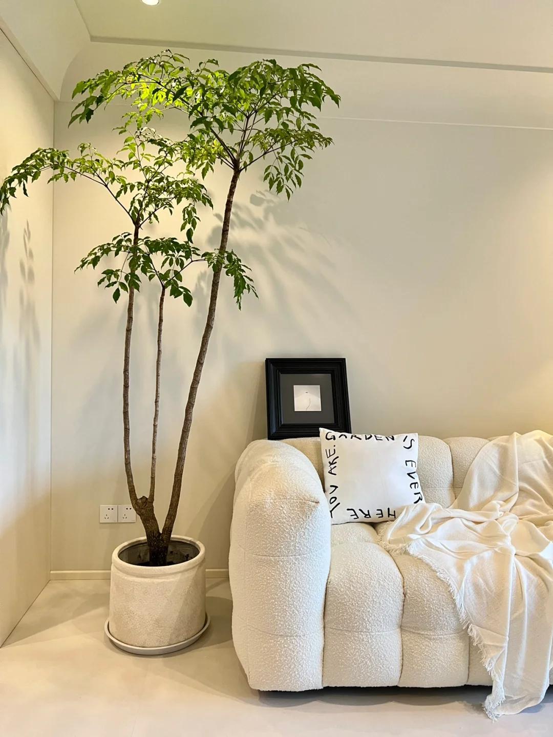 Cây hạnh phúc 9 năm tuổi bất ngờ ra hoa trước ngày bị đem cho, dân mạng đồng loạt nhắn: “Đừng mang nó đi!” - Ảnh 4.