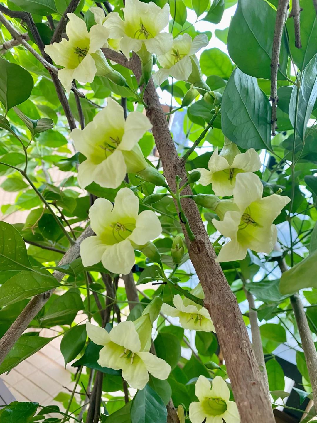 Cây hạnh phúc 9 năm tuổi bất ngờ ra hoa trước ngày bị đem cho, dân mạng đồng loạt nhắn: “Đừng mang nó đi!” - Ảnh 2.
