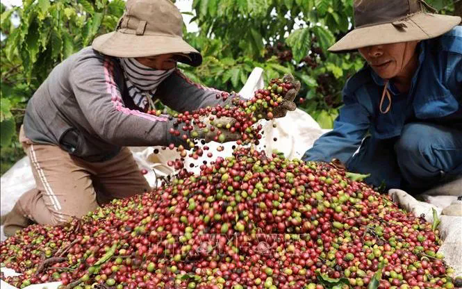 Giá cà phê lập đỉnh hơn 3 tháng - Ảnh 1.