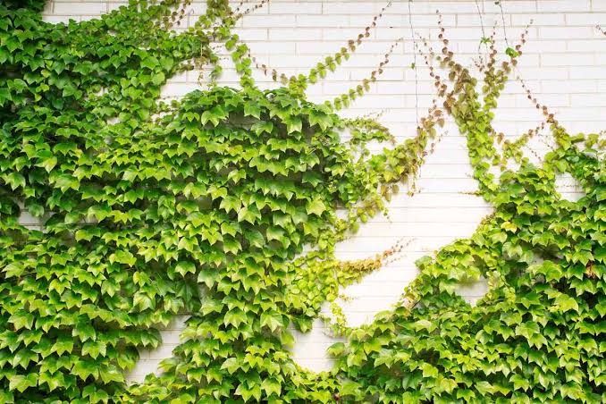 5 loại cây chớ nên đặt trong nhà- Ảnh 3.