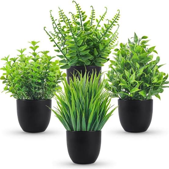 5 loại cây chớ nên đặt trong nhà- Ảnh 4.