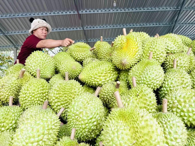 Doanh nghiệp xuất khẩu trái cây giảm áp lực về thời gian - Ảnh 1.