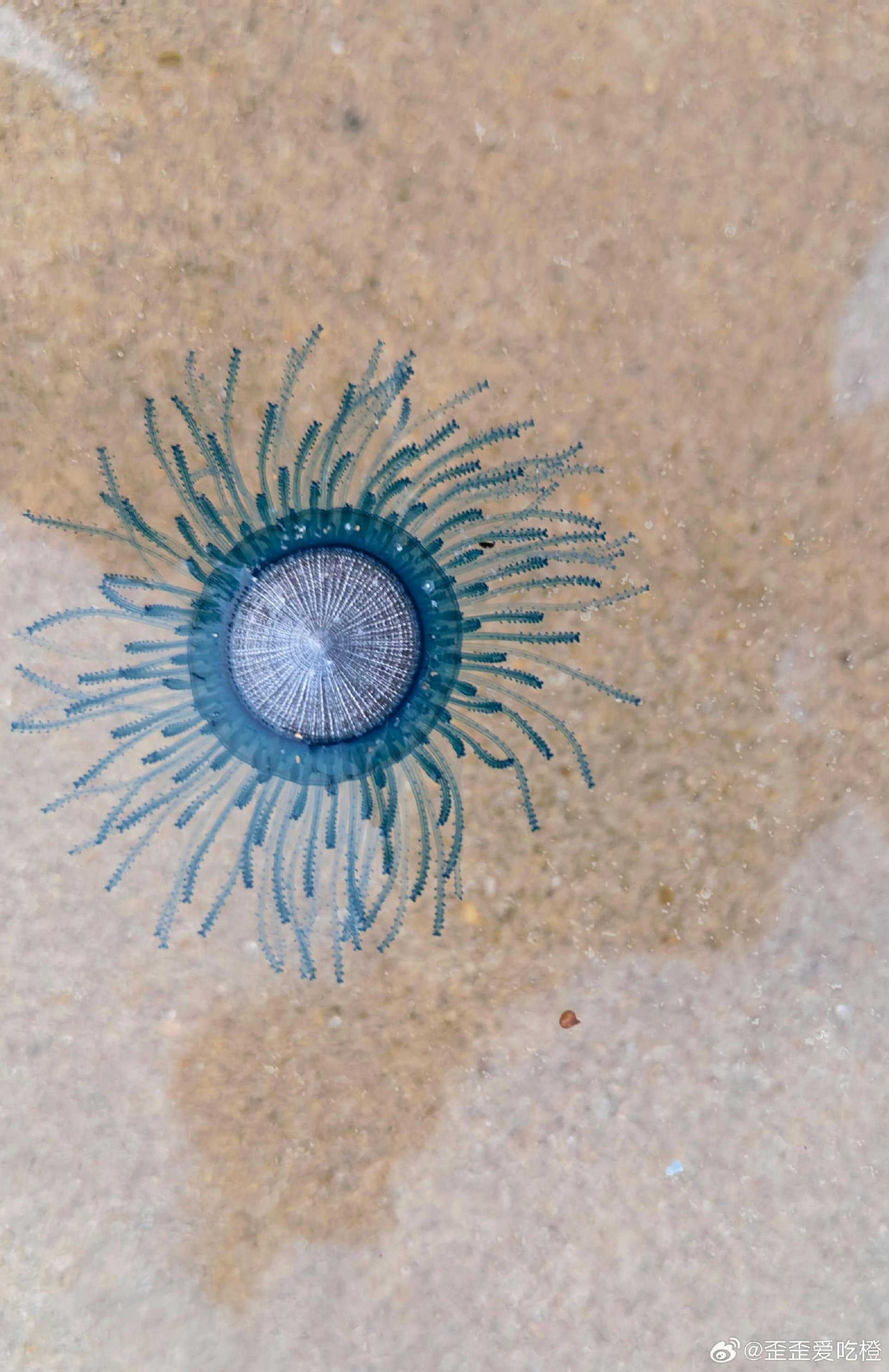 Hiện tượng lạ xuất hiện bên bờ biển, nhiều người đổ xô đến chụp ảnh: Chuyên gia cảnh báo cực kỳ nguy hiểm - Ảnh 1.
