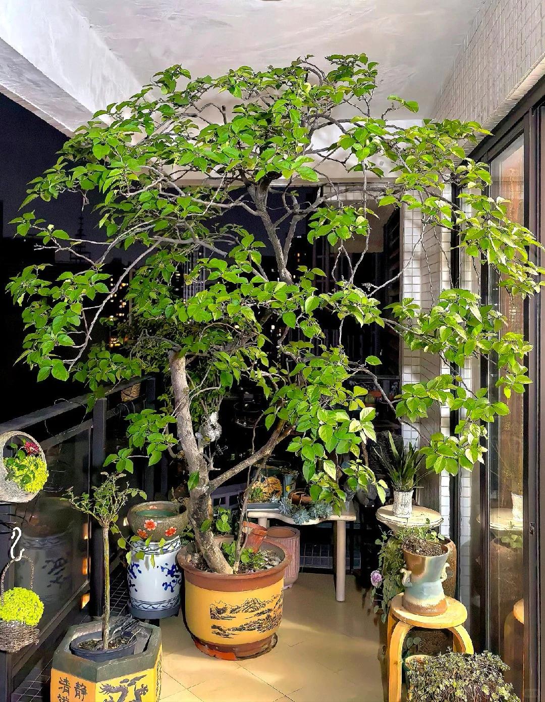 Người phụ nữ trồng hoa giấy suốt 10 năm trong một chiếc chậu nhỏ, cây lớn kín ban công, lúc nở hay tàn đều đẹp như tranh - Ảnh 3.