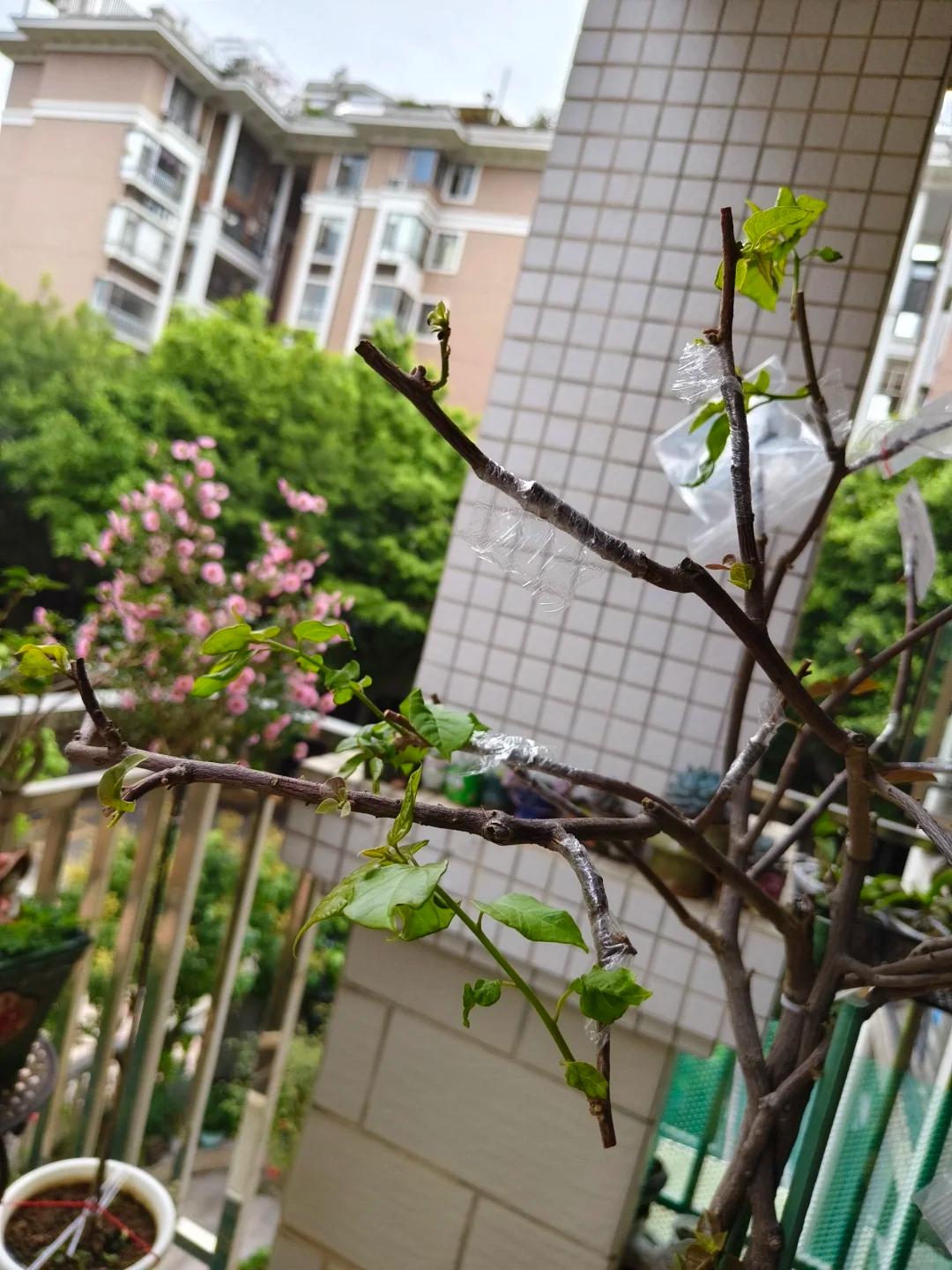 Người phụ nữ trồng hoa giấy suốt 10 năm trong một chiếc chậu nhỏ, cây lớn kín ban công, lúc nở hay tàn đều đẹp như tranh - Ảnh 6.