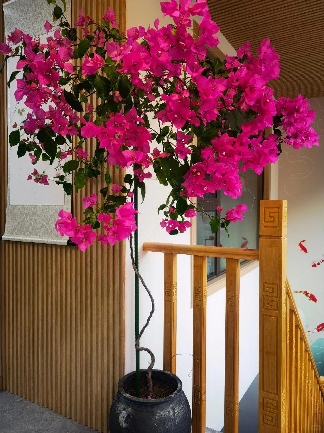 Người phụ nữ trồng hoa giấy suốt 10 năm trong một chiếc chậu nhỏ, cây lớn kín ban công, lúc nở hay tàn đều đẹp như tranh - Ảnh 4.