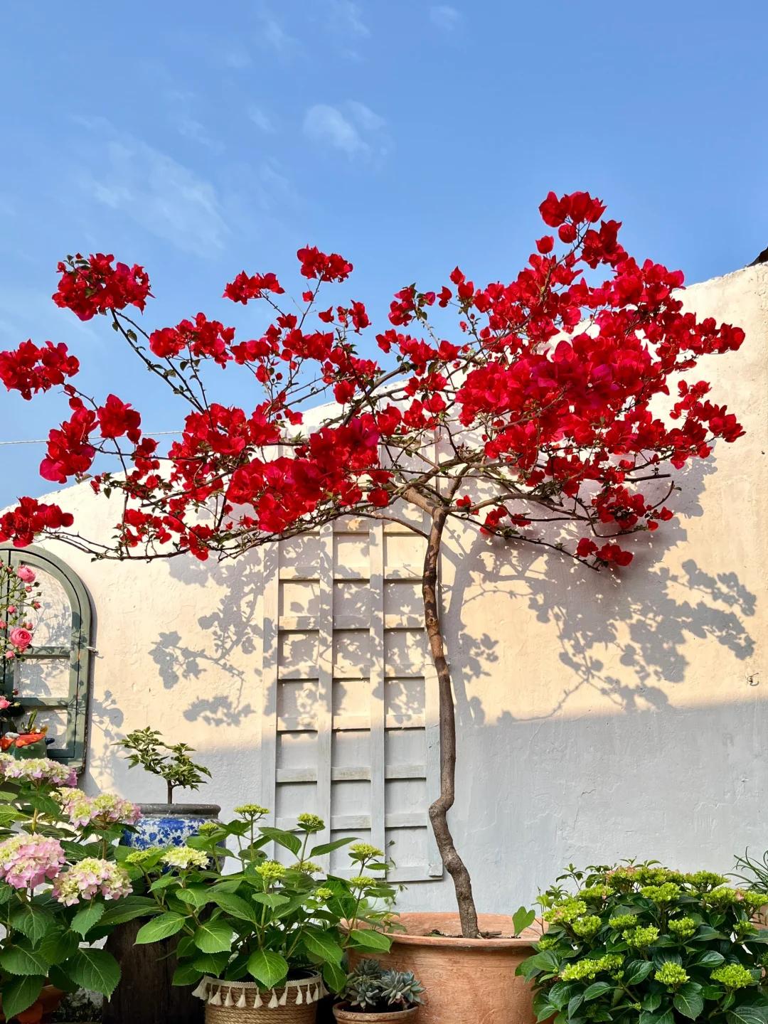 Người phụ nữ trồng hoa giấy suốt 10 năm trong một chiếc chậu nhỏ, cây lớn kín ban công, lúc nở hay tàn đều đẹp như tranh - Ảnh 5.