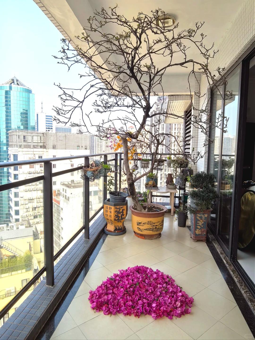 Người phụ nữ trồng hoa giấy suốt 10 năm trong một chiếc chậu nhỏ, cây lớn kín ban công, lúc nở hay tàn đều đẹp như tranh - Ảnh 1.
