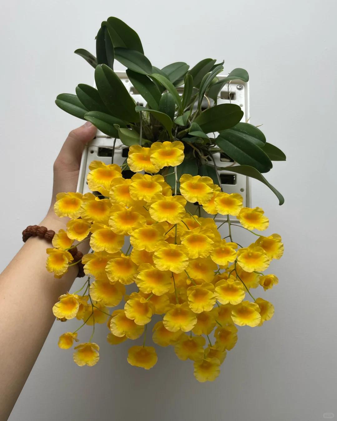 Mẹ tôi trồng giàn lan suốt 10 năm, đến ngày nở rộ ai nhìn cũng tưởng “thác hoa”- Ảnh 6.