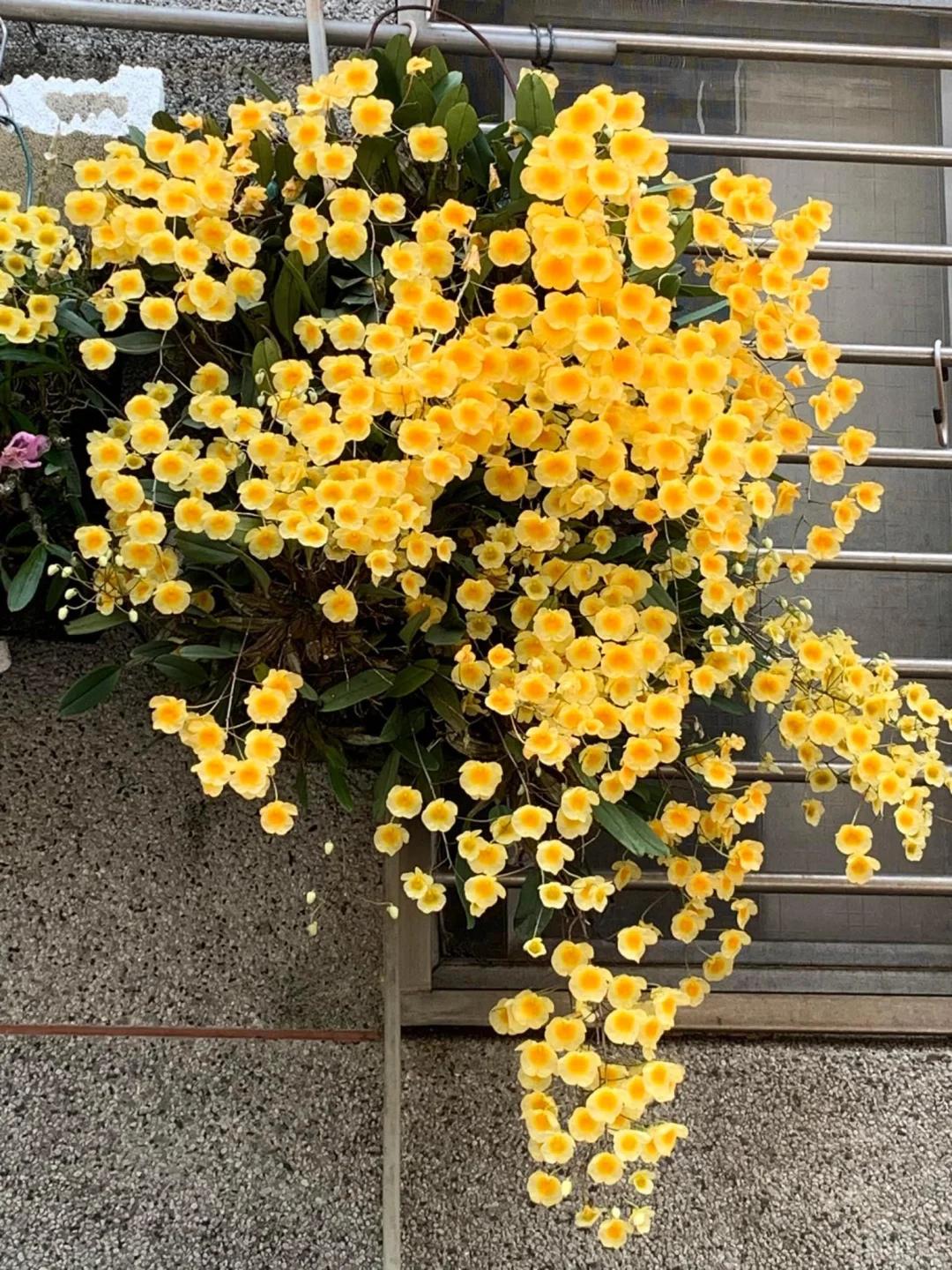 Mẹ tôi trồng giàn lan suốt 10 năm, đến ngày nở rộ ai nhìn cũng tưởng “thác hoa”- Ảnh 5.
