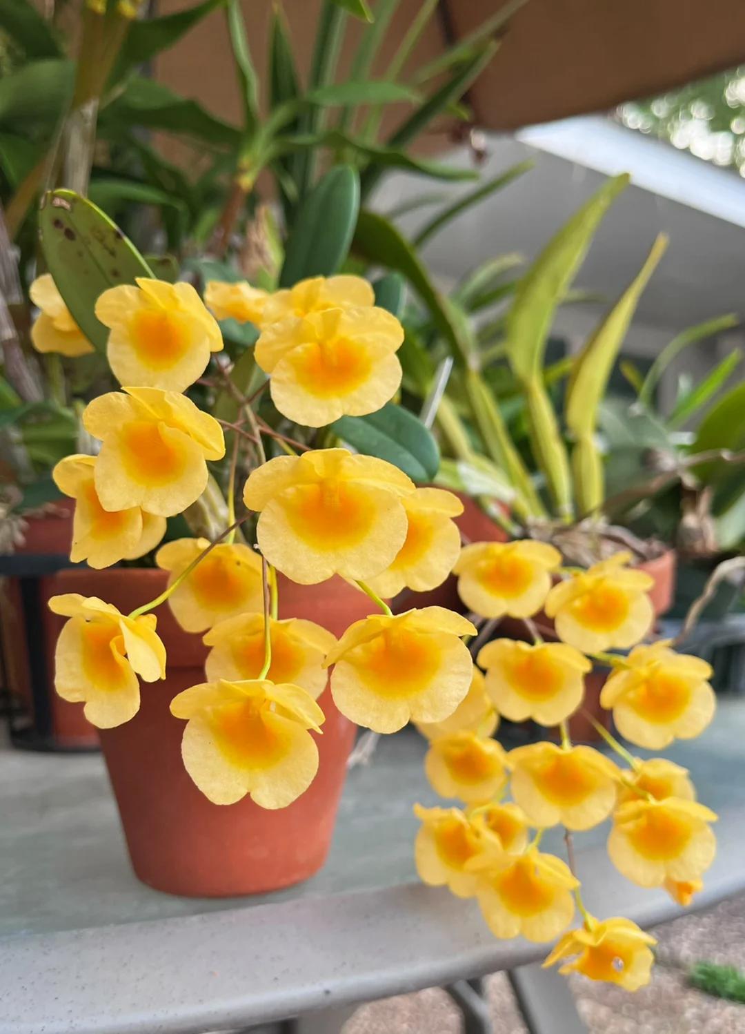 Mẹ tôi trồng giàn lan suốt 10 năm, đến ngày nở rộ ai nhìn cũng tưởng “thác hoa”- Ảnh 8.