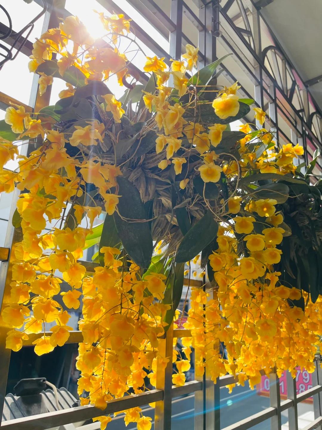 Mẹ tôi trồng giàn lan suốt 10 năm, đến ngày nở rộ ai nhìn cũng tưởng “thác hoa”- Ảnh 4.