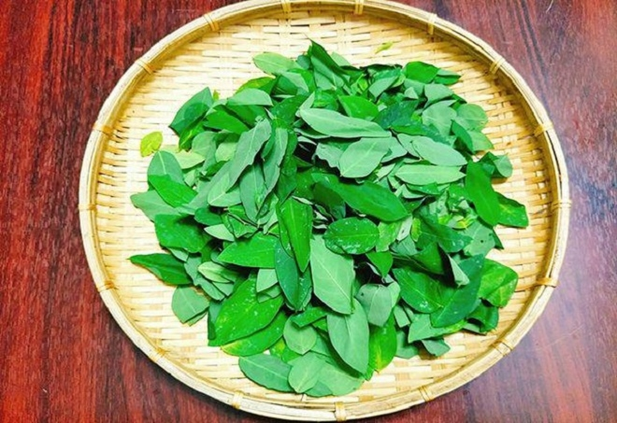 Loại rau từng được trồng làm hàng rào, không ngờ được ví như "cây thuốc" - Ảnh 2.