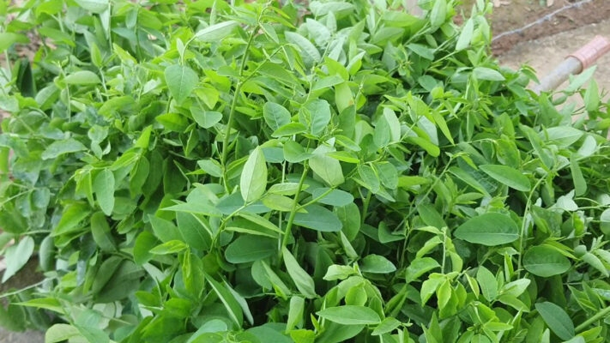 Loại rau từng được trồng làm hàng rào, không ngờ được ví như "cây thuốc" - Ảnh 1.