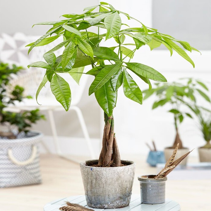 Vì sao nhiều người khuyên không nên trồng cây kim ngân trong nhà? 3 lý do nghe xong không ít người phải bất ngờ - Ảnh 1.
